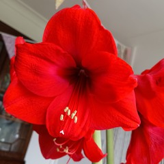 The Tenth Collection