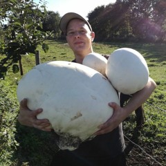 Bovistentribe First Try