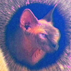 Meow