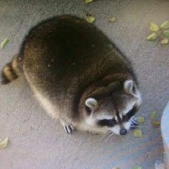 2gaudy (637godwin) - In The Middle