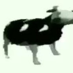 Polish Cow (Tylko jedno w glowie mam) growling