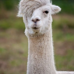 @Aggressive- Im a llama (Maru sings the best part of rapgod)