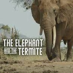 The Elephant And The Termite - Dust Devils (1m1)