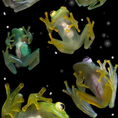 sequencia da perereca elevada ( mc gringo 22 & mc gw)