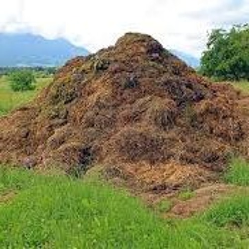 I Run To The Dung Hill