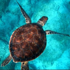 Do Not Type Turtle (c faster)