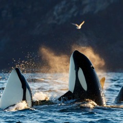 Drastic Orca