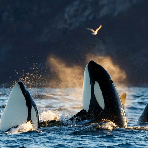 Drastic Orca
