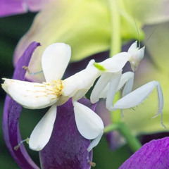 Orchid Mantis (Beautiful Flower)