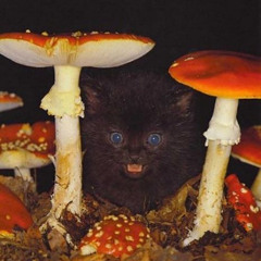 Orgone, Oregano, Oregon