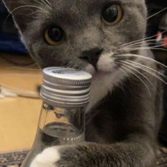 Ïm teen X am meow X