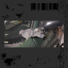 SLEEPING BIRD HAZARD