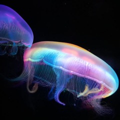 MoonJelly Jams Vol. 9