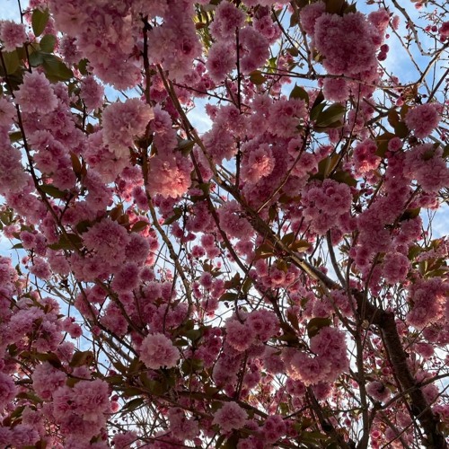 Together Onetime - live from Nick's Enchanted Garden - by Jessica Mordo