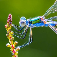 Dragonfly - Nahko - Lundi 6 Mars 2023