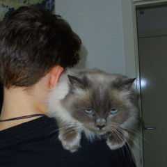 I'm Nothing (Like I Used To Be)