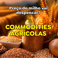 Preços do milho vão despencar com a entrada da safrinha?