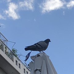 ATTRAPMOSITUPEU#1(pigeon)