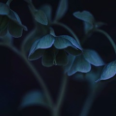 Dark Fairies(Royalty Free Music)