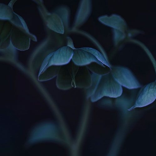 Dark Fairies(Royalty Free Music)