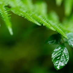 Pure sound of rain in the forest