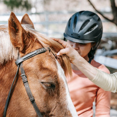 Stable Hand v1