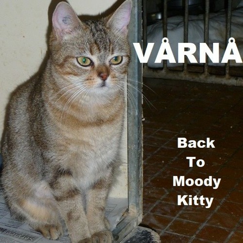 VÅRNÅ - Back To Moody Kitty