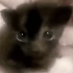 cat lost in space