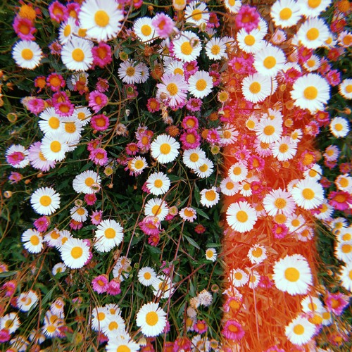 Eden