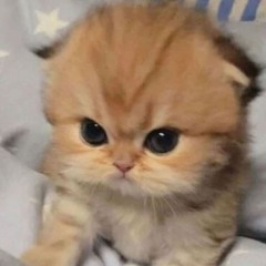 BO CONG ANH (蒲公英 ) - Xoxad Ft. Harmonie