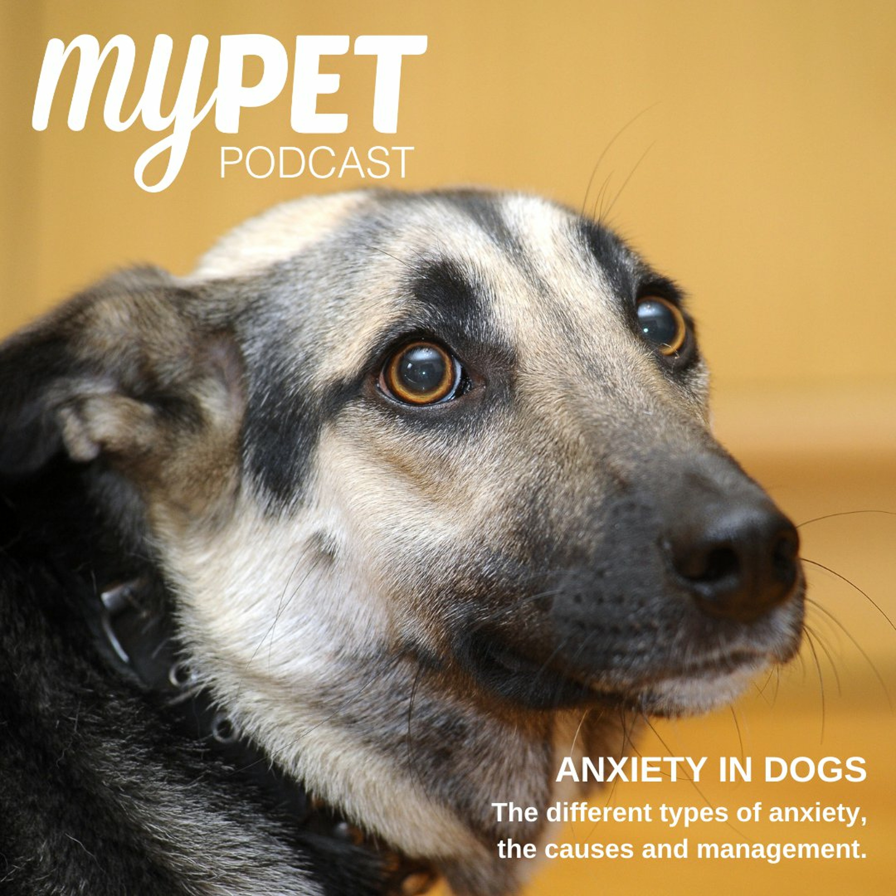 Anxiety in Dogs; The types of anxiety, the causes and management episode artwork