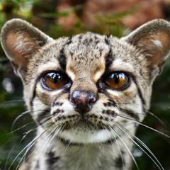 Bumcream - FLAPSANDWICH - FOGGERTON - MARGAY - GOSHAWK