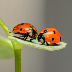 Bugs.