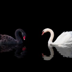 rien de male en Swan
