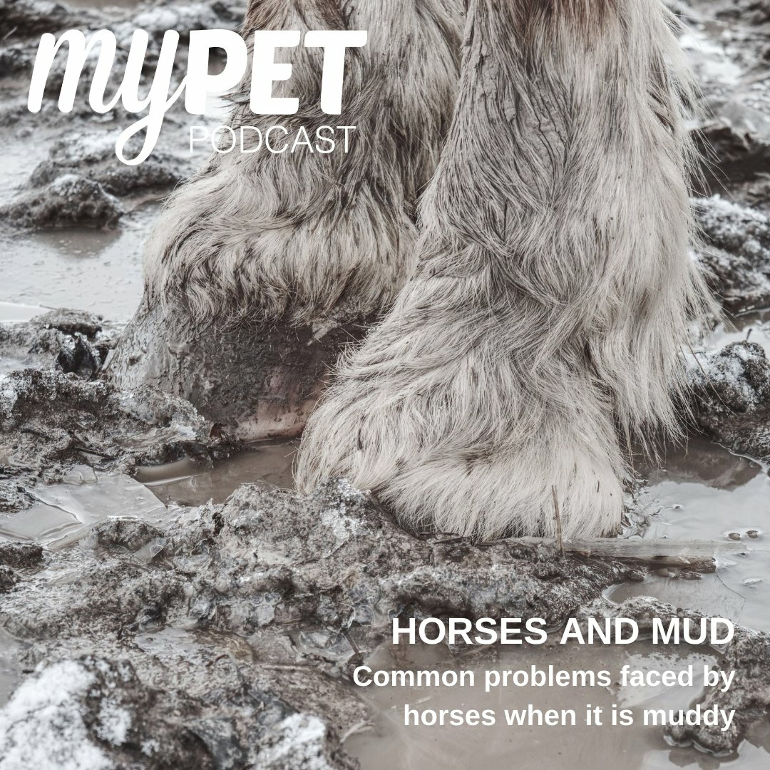 Horses and Mud; Common problems faced by horses when it is muddy episode artwork
