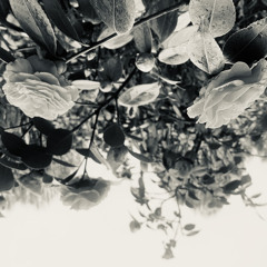 Shrouded - Bass Mix