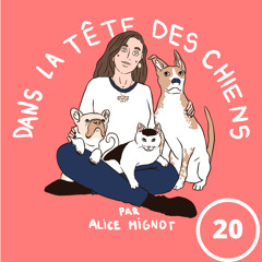 Episode 20 - morsures chien-chien