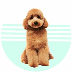 PoodleGroomer as FM modulator (on Pico VCF1 Self-Osc LP)