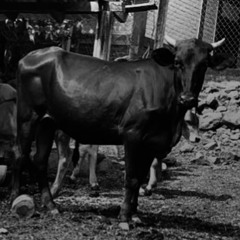 False Attraction - I Am Free