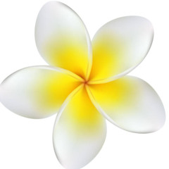 Frangipani - Kaber Vasuki