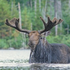 Moose – Liquid DnB (Live Mix)