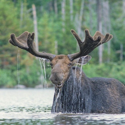 Moose – Liquid DnB (Live Mix)
