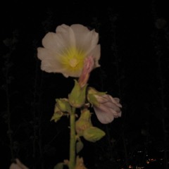 An1ma w/ Molinaro 011225