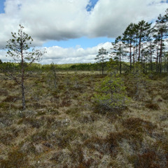 Boreal mire dawn chorus