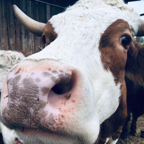 small kids techno (phaselimiter gui mastered)