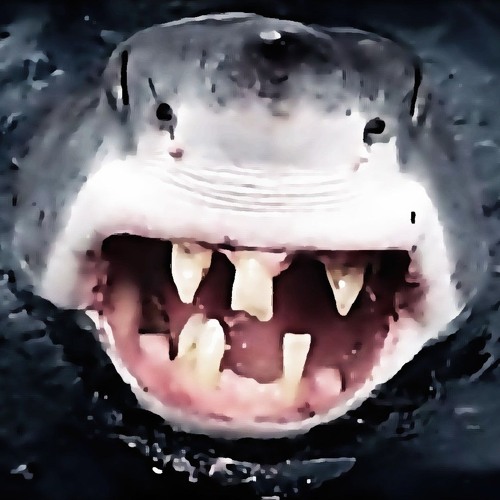 Keith the Shark