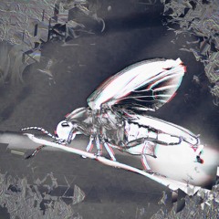 FIREFLY