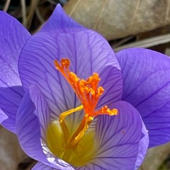 10. Always Wanting More . The Recyclists . Starry Plough 9.21.24