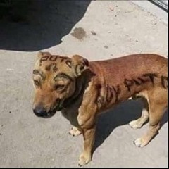 Chuleria En Pote RKT (mi version)