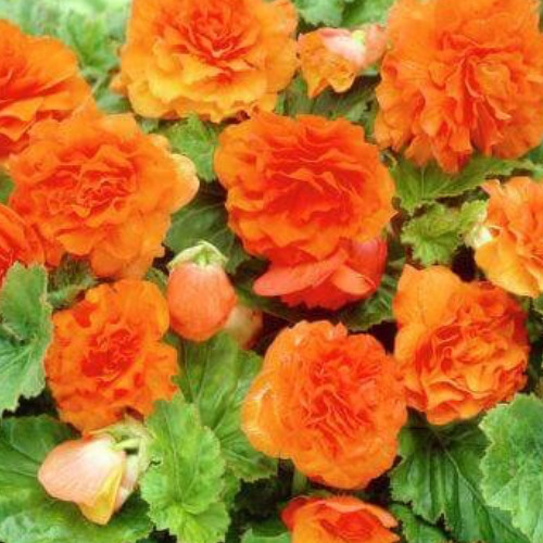 Orange Begonia Canal Fest Amsterdam (Pt.1) Kingsday Session